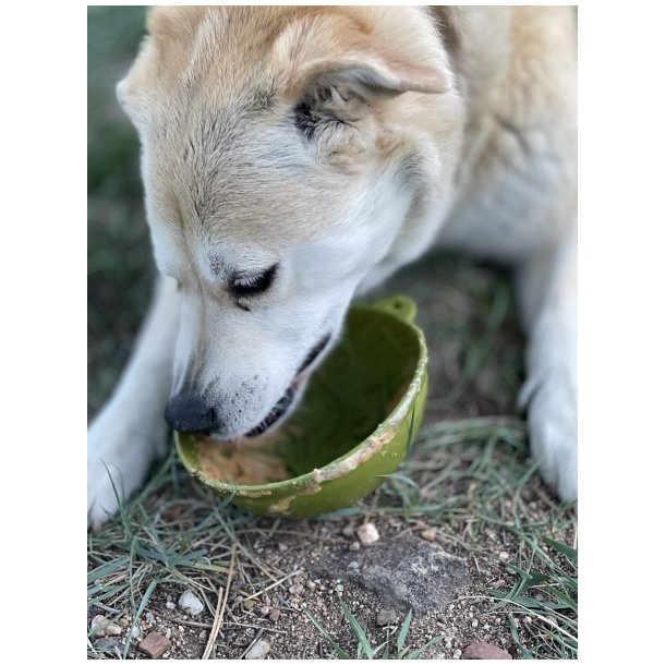 Sodapup Garden, Eatin' Tipsy Bowl  - Grn