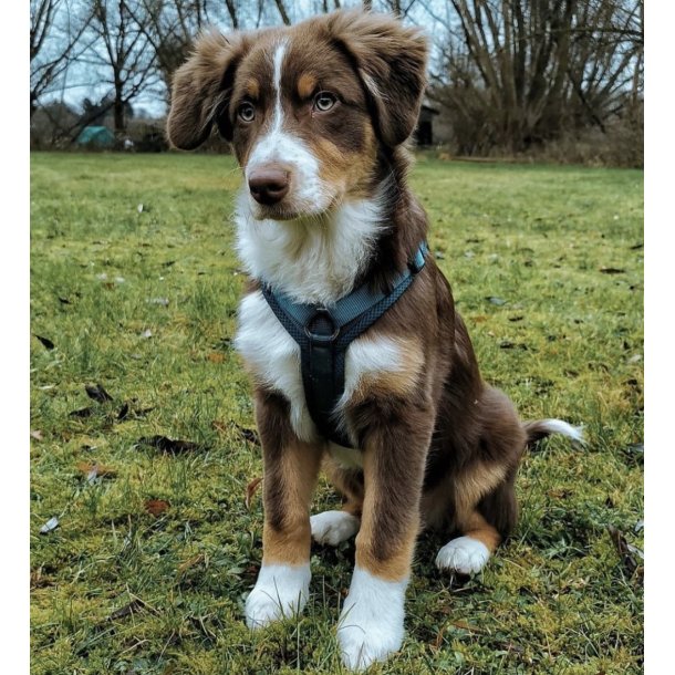 Petlando Y-Comfort Hundesele - Petroleum