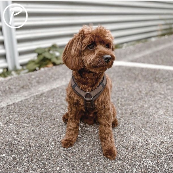 Petlando Y-Comfort Hundesele - Mocha