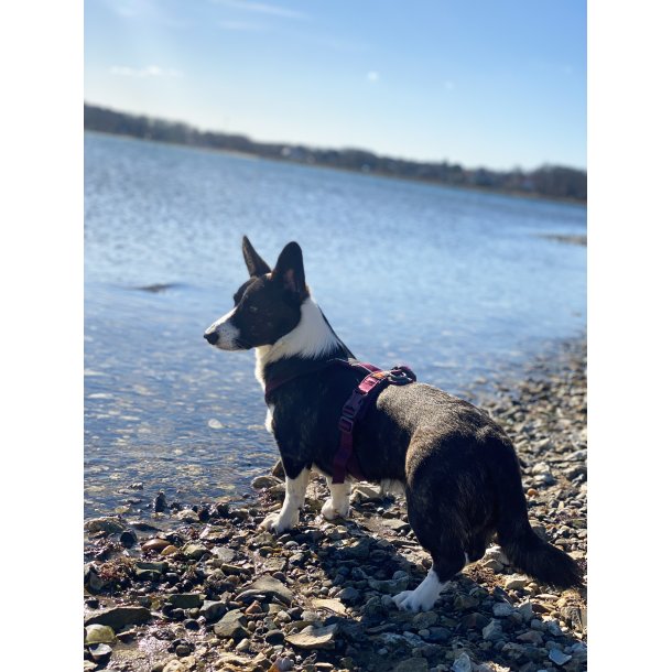 Non-Stop Dogwear Line Harness 5.0 - Lilla