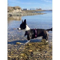 Non-Stop Dogwear Line Harness 5.0 - Lilla