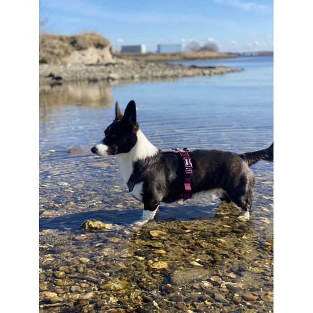 Non-Stop Dogwear Line Harness 5.0 - Lilla