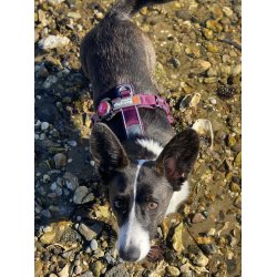 Non-Stop Dogwear Line Harness 5.0 - Lilla