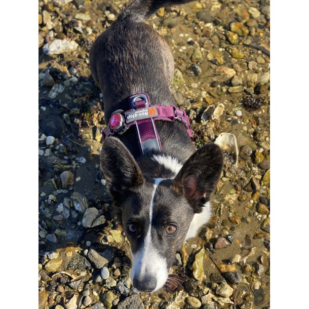 Non-Stop Dogwear Line Harness 5.0 - Lilla
