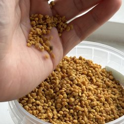 Bipollen - Immunsystem