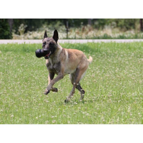 Kong Extreme - Original