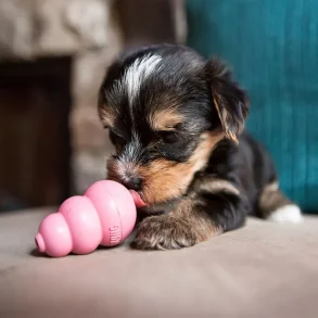 Kong puppy