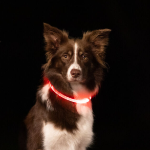 Lyshalsb�nd til hunden, 14 timers blinklys, op til 8 timers kontinuerligt lys!