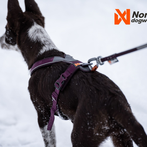 Non-Stop Dogwear Line Harness 5.0 - Lilla