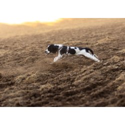 Non-Stop Dogwear Line Harness CLIP'N - Sand