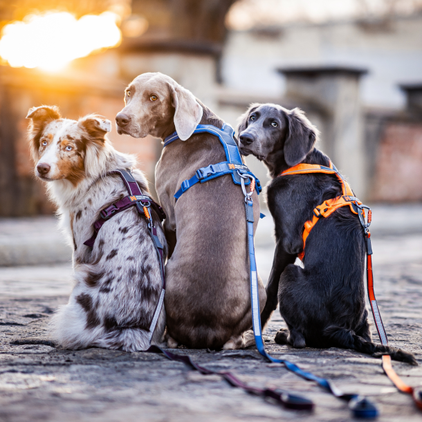 Non-Stop Dogwear - Move Hundesnor, Orange