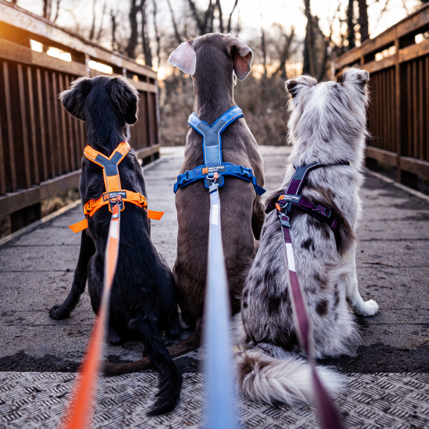 Non-Stop Dogwear - Move Hundesnor, Orange