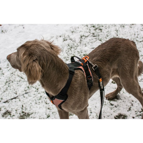 Non-stop Dogwear - Strong hundesnor