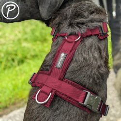 Petlando Y-Comfort Hundesele - Bordeaux