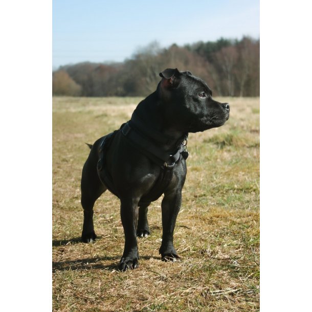 Petlando Y-Comfort Hundesele - Sort