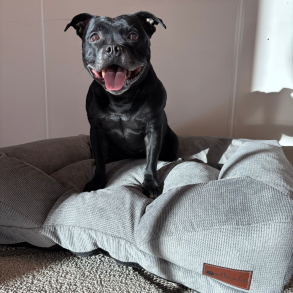 Tacoma Ortho Hundeseng - Gr�