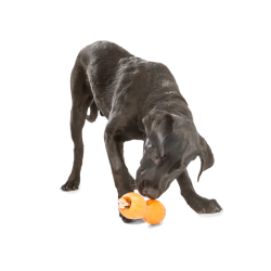 West Paw Qwizl Aktivitetslegetj