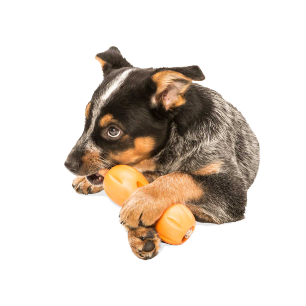 West Paw Qwizl Aktivitetslegetj