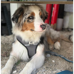 Petlando Outdoor Hundesele - Gr/petroleum