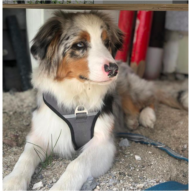 Petlando Outdoor Hundesele - Gr/petroleum