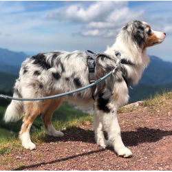 Petlando Outdoor Hundesele - Gr/petroleum