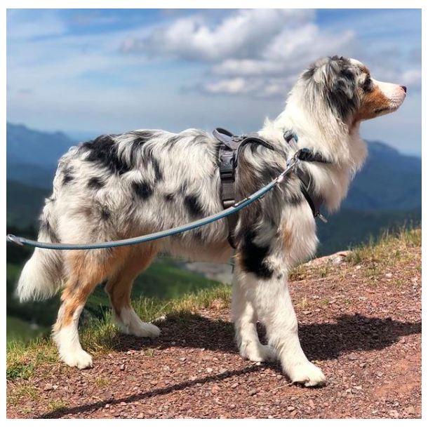 Petlando Outdoor Hundesele - Gr/petroleum