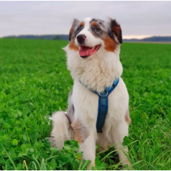 Petlando Y-Comfort Hundesele - Petroleum