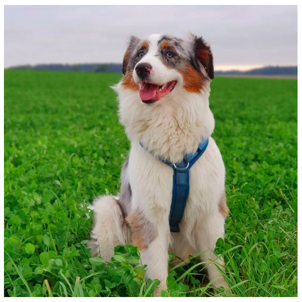 Petlando Y-Comfort Hundesele - Petroleum