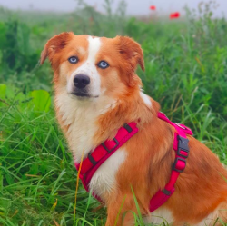 Petlando Y-Comfort Hundesele - Fuchsia