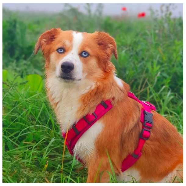 Petlando Y-Comfort Hundesele - Fuchsia