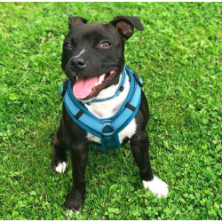 Petlando Y-Comfort Hundesele - Petroleum