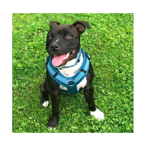 Petlando Y-Comfort Hundesele - Petroleum