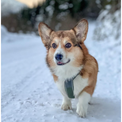 Non-Stop Dogwear Line Harness 5.0 - Grn