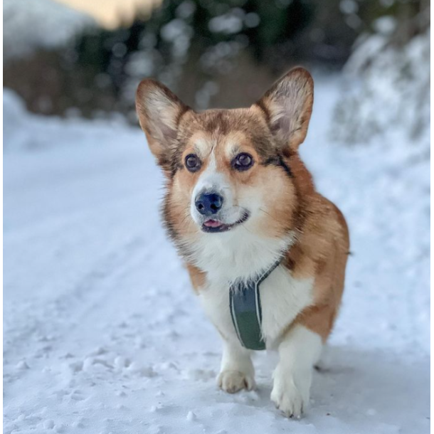 Non-Stop Dogwear Line Harness 5.0 - Grn