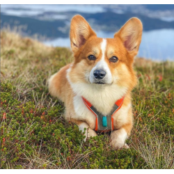 Non-Stop Dogwear Line Harness 5.0 - Orange