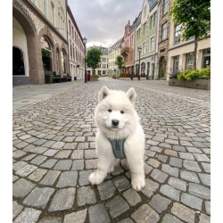 Non-Stop Dogwear Ramble Hundesele - Grn