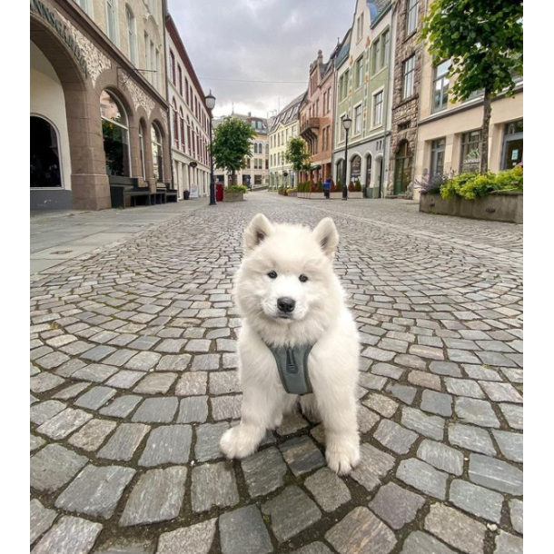 Non-Stop Dogwear Ramble Hundesele - Grn