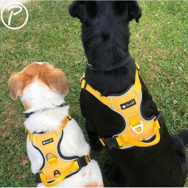 Petlando Outdoor Hundesele - Gul/gr