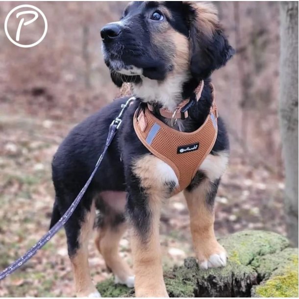 Petlando Mesh Vest - Cognac