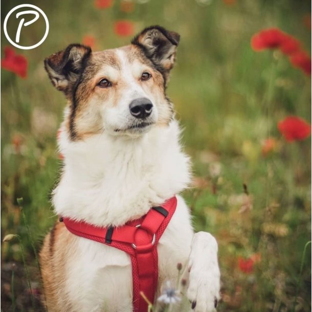 Petlando Y-Comfort Hundesele - Rd