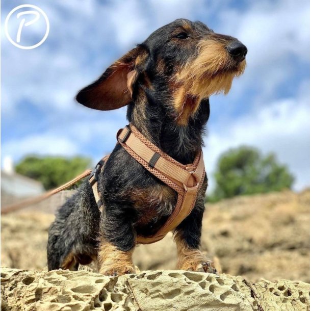 Petlando Y-Comfort Hundesele - Cognac