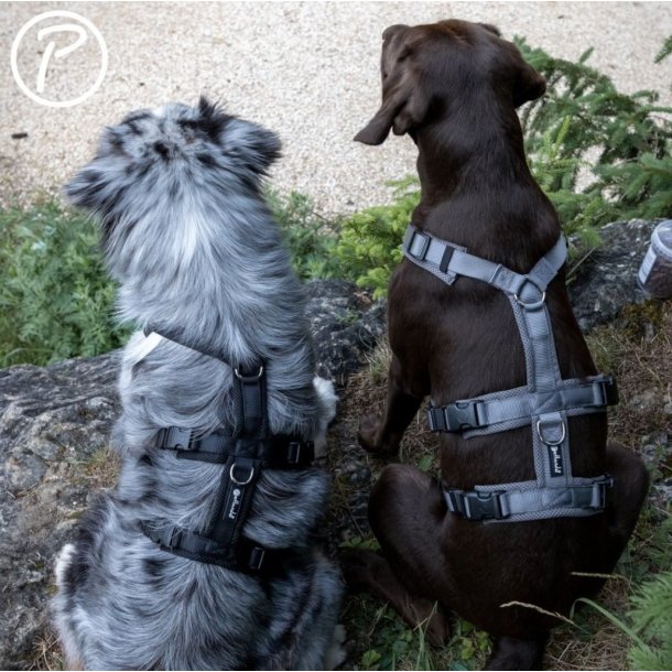 Petlando Y-Comfort Anti Escape Hundesele - Sort