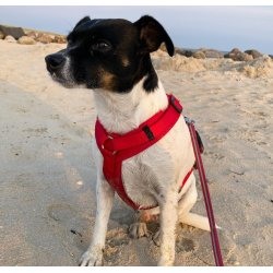 Petlando Y-Comfort Hundesele - Rd