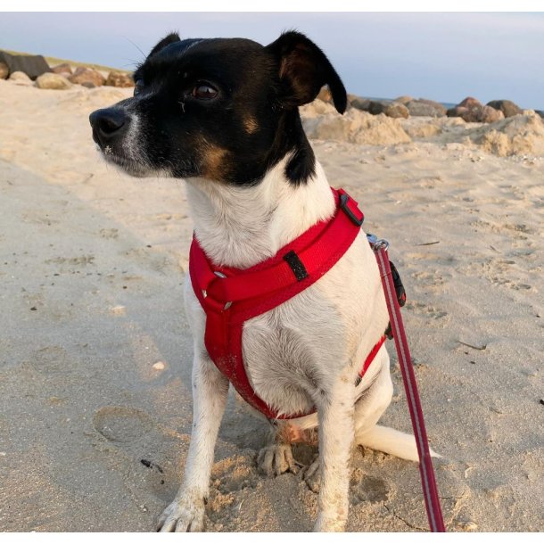 Petlando Y-Comfort Hundesele - Rd