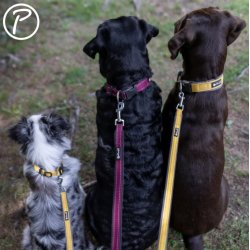 Petlando Outdoor Halsbnd - Berry/sort