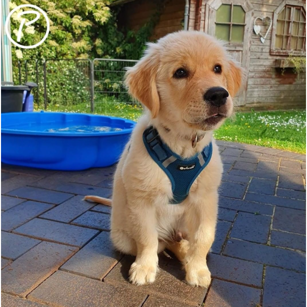 Petlando Mesh Vest - Petroleum