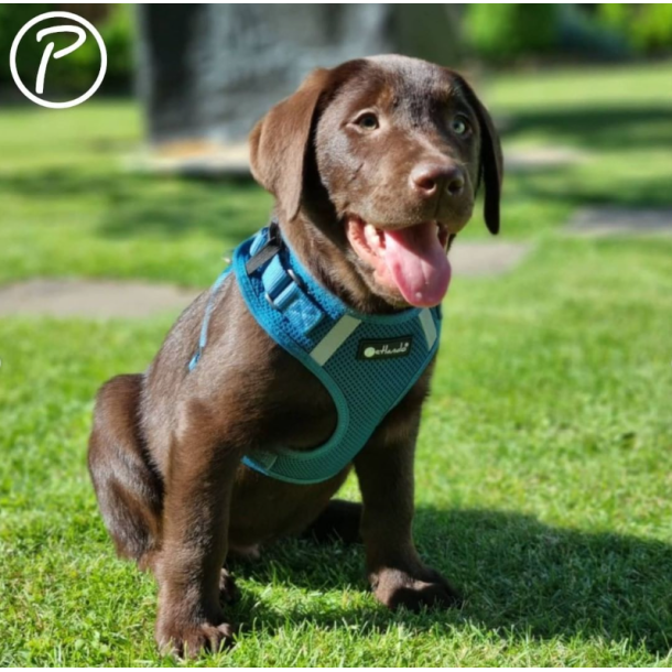 Petlando Mesh Vest - Petroleum