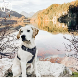 Petlando Mesh Vest - Gr