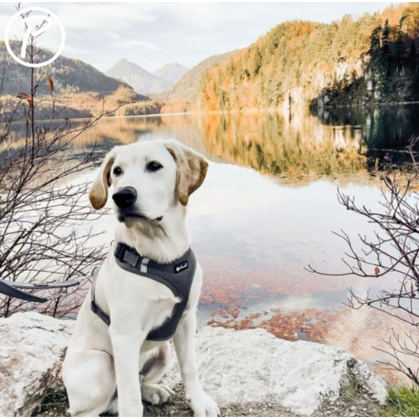 Petlando Mesh Vest - Gr