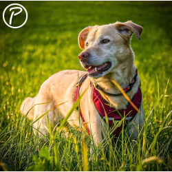 Petlando Outdoor Hundesele - Berry/sort